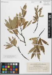 Foto von Salix glauca L.